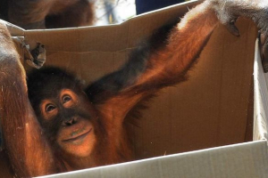 У зоопарку мельбурна, орангутан втік з клітки У зоопарку мельбурна, орангутан втік з клітки